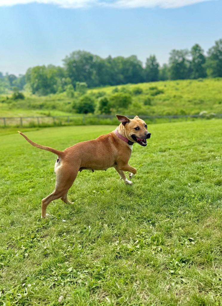 Kahlua, Adoptable, Adult Female Labrador Retriever & Staffordshire Bull Terrier.