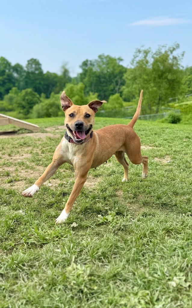 Enlarge Kahlua, a Adoptable mixed breed in Hudson, NY image 2/4