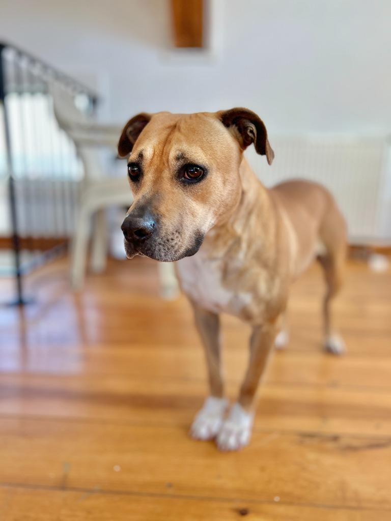Enlarge Kahlua, a Adoptable mixed breed in Hudson, NY image 3/4