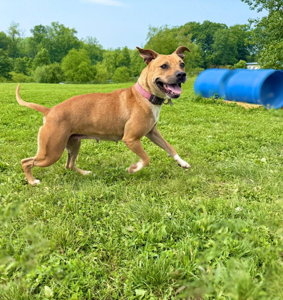 Enlarge Kahlua, a Adoptable mixed breed in Hudson, NY image 4/4