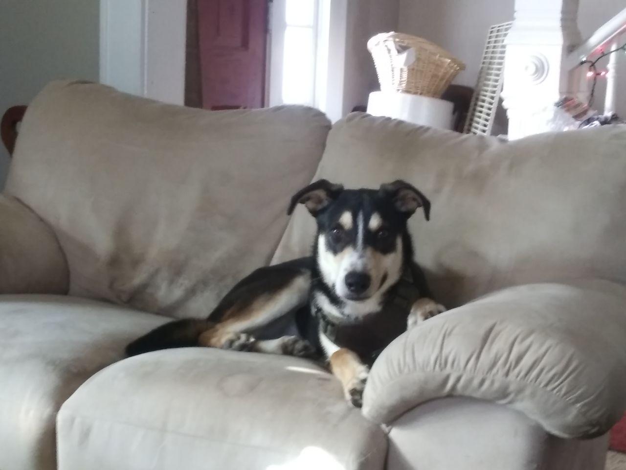 Enlarge Mason, a Adoptable mixed breed in Putnam, CT image 3/6