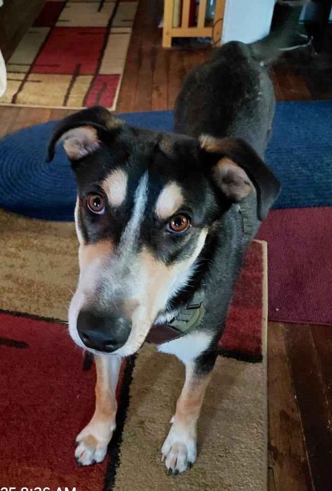 Enlarge Mason, a Adoptable mixed breed in Putnam, CT image 2/6