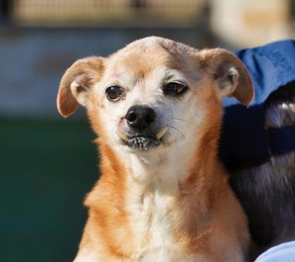 Enlarge Uno, a Adoptable mixed breed in North Richland Hills, TX image 1/3