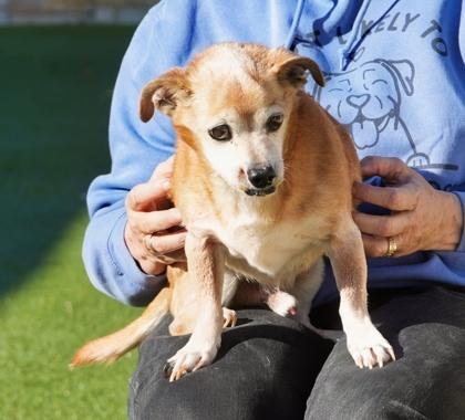 Uno, Adoptable, Senior Male Chihuahua & Mixed Breed.