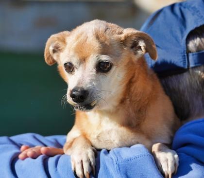 Enlarge Uno, a Adoptable mixed breed in North Richland Hills, TX image 3/3
