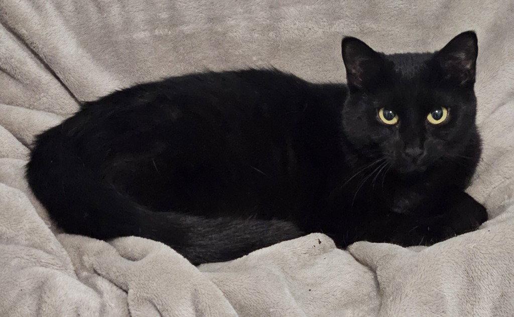 Wednesday Adams, Adoptable, Adult Female Domestic Short Hair.