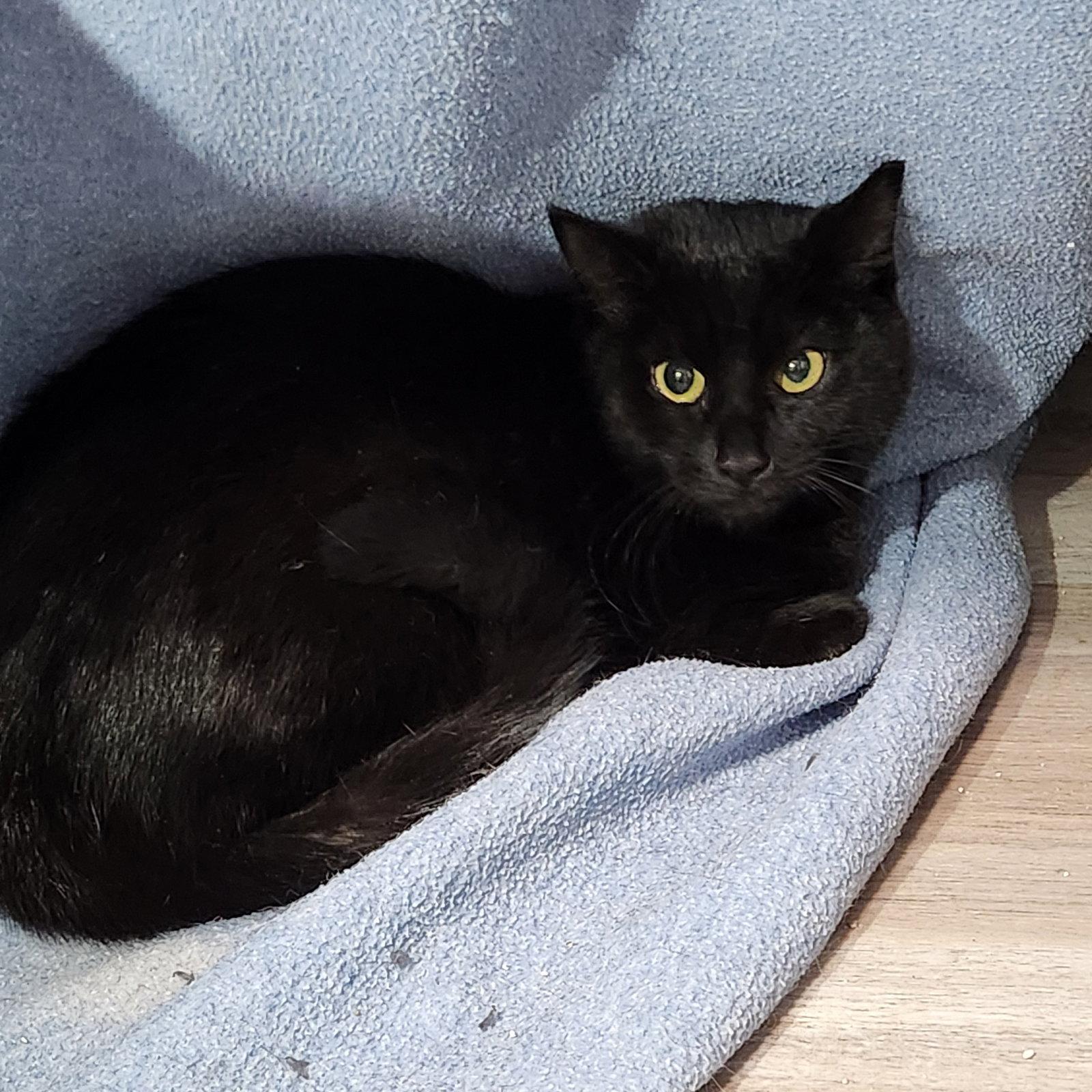 Enlarge Wednesday Adams, a Adoptable Domestic Short Hair in Greenfield, IN image 3/3