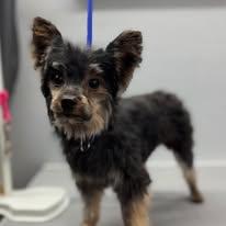 Enlarge Hunter, a Adopted Yorkshire Terrier in Henderson, NV image 2/4