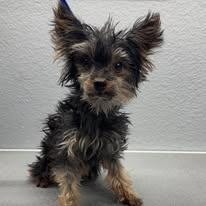 Enlarge Hunter, a Adopted Yorkshire Terrier in Henderson, NV image 3/4