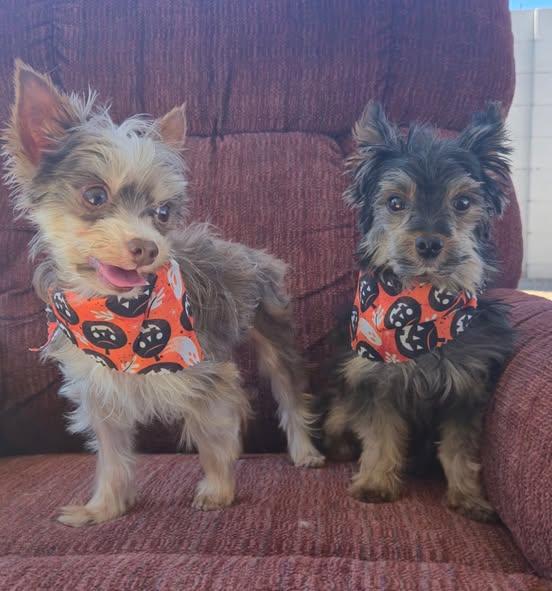 Enlarge Hunter, a Adopted Yorkshire Terrier in Henderson, NV image 1/4