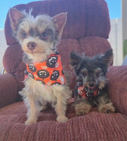 Enlarge Hunter, a Adopted Yorkshire Terrier in Henderson, NV image 4/4