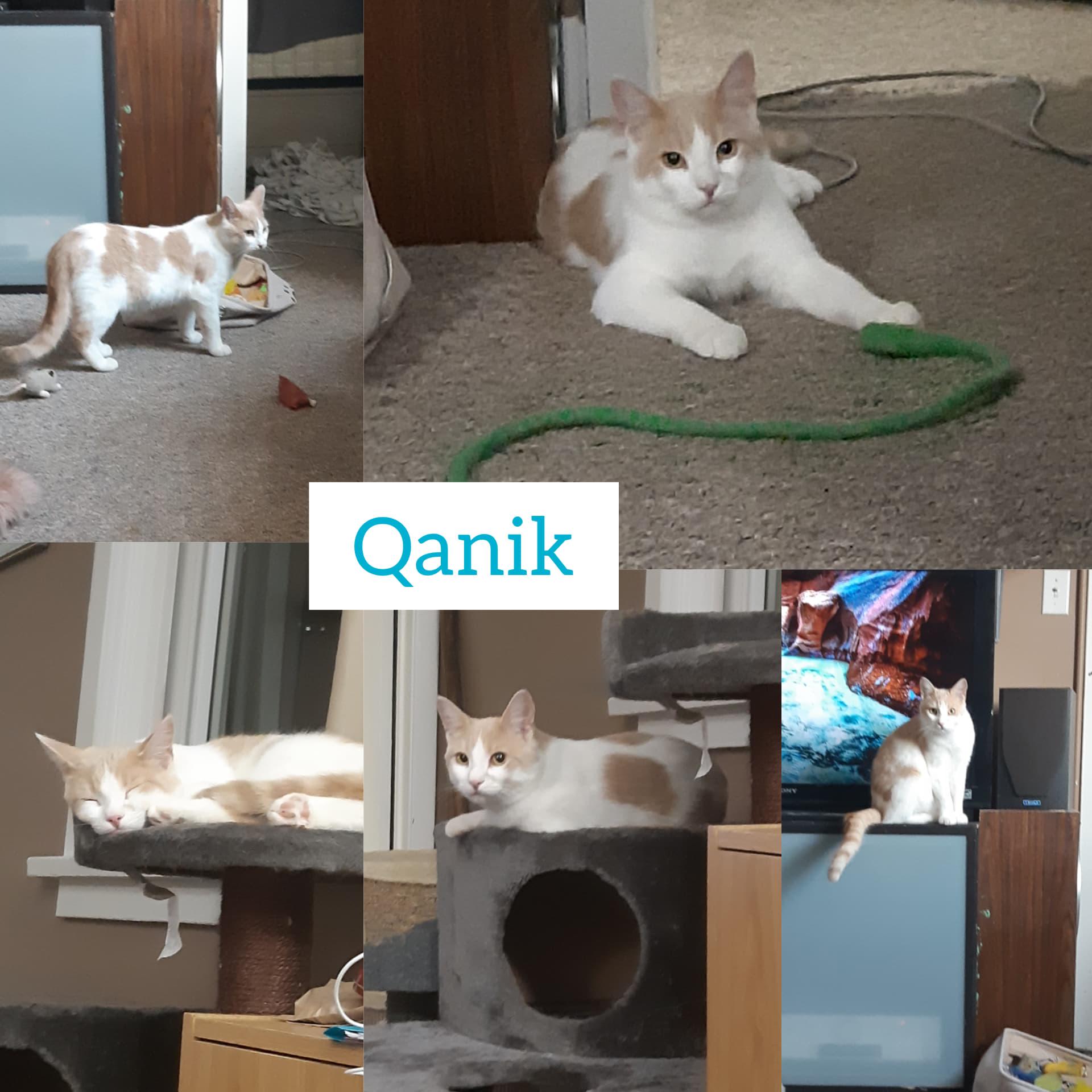 Enlarge Qanik, a Adopted Domestic Short Hair in Guelph, ON image 4/6