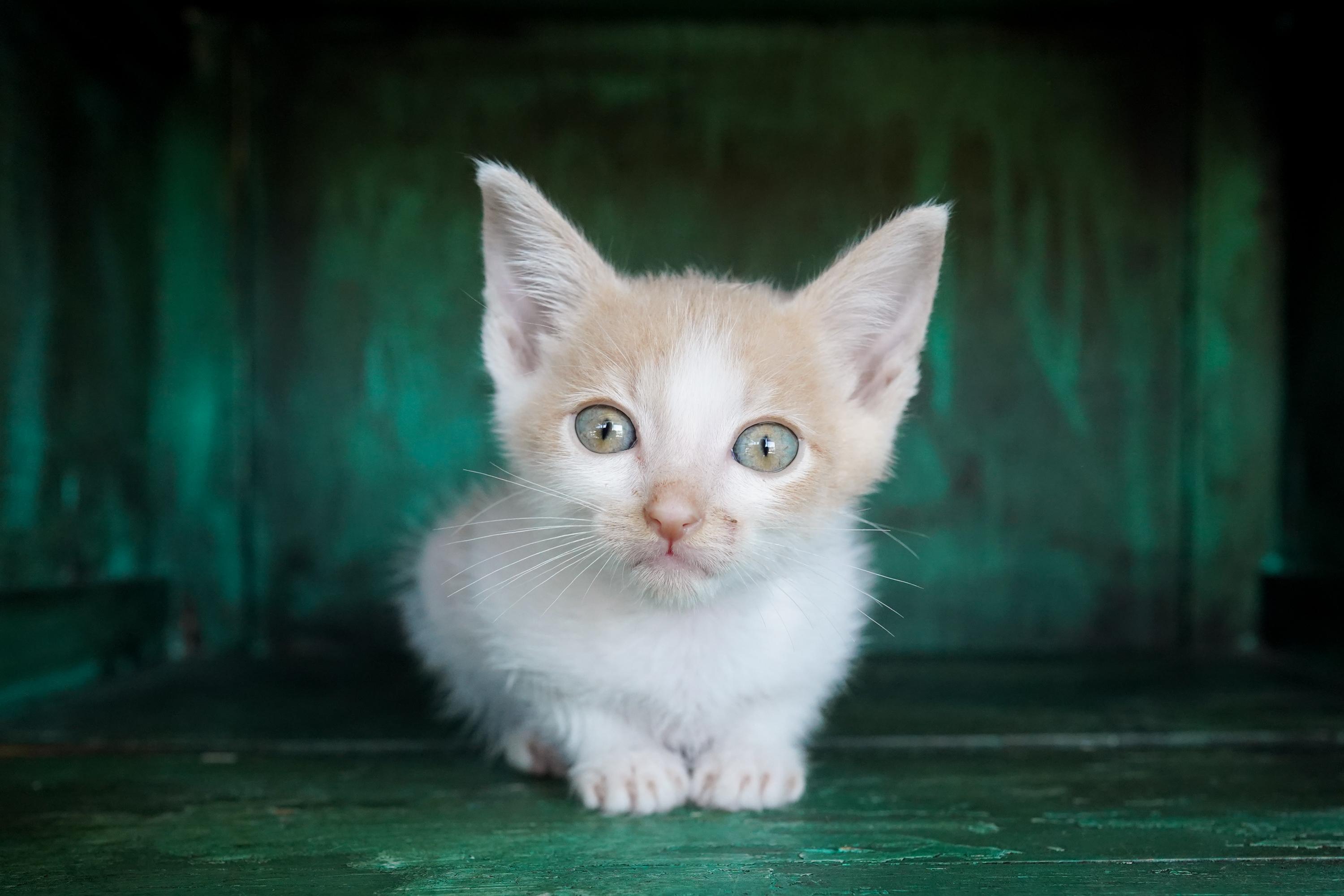 Bacon, Adoptable, Kitten Male Domestic Short Hair.