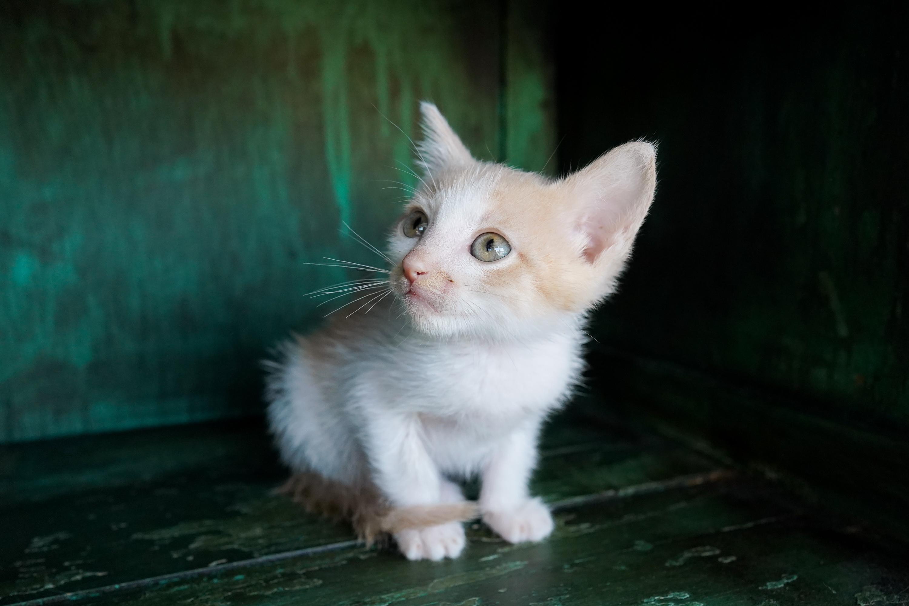 Enlarge Bacon, a Adoptable Domestic Short Hair in San Antonio, TX image 2/4