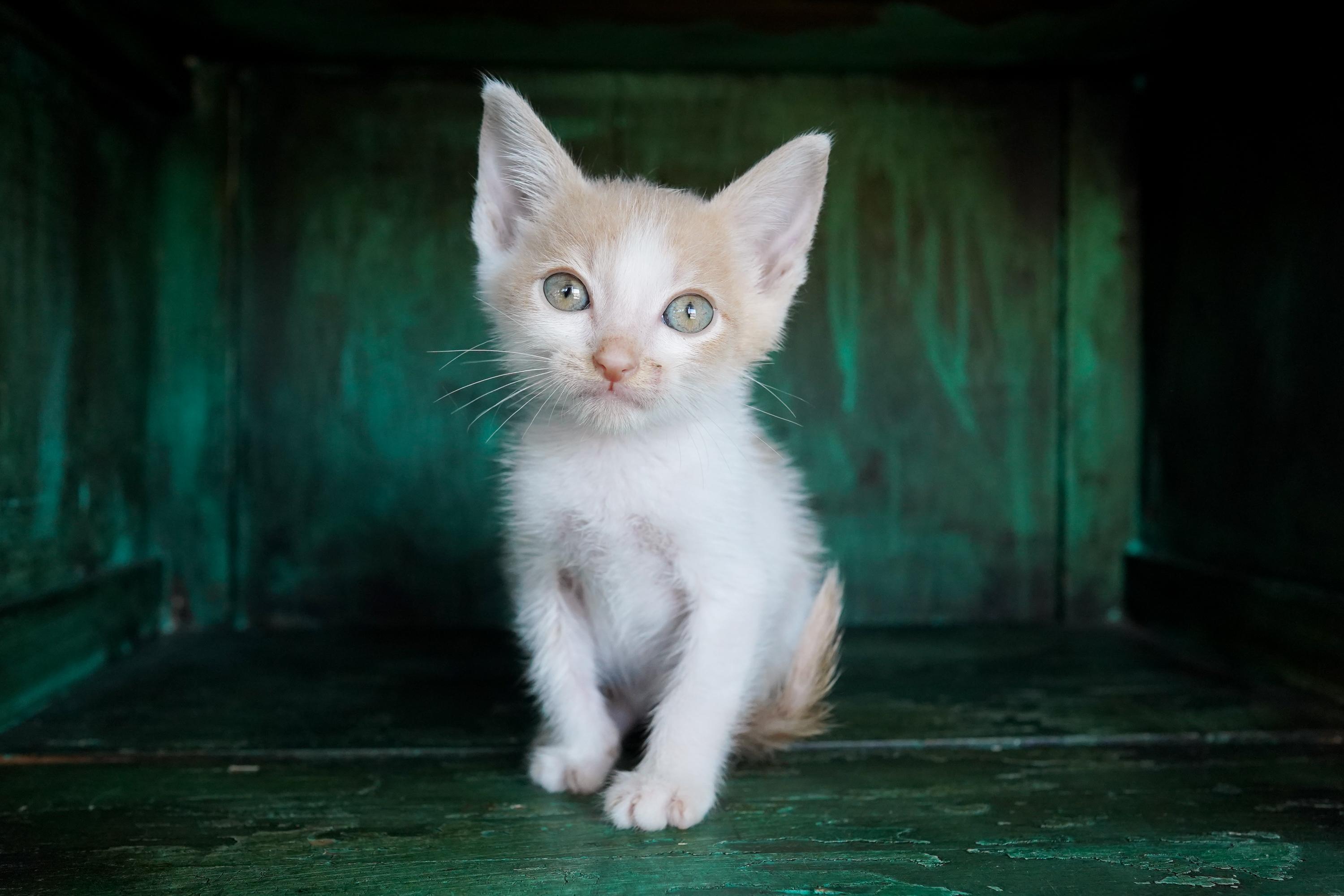 Enlarge Bacon, a Adoptable Domestic Short Hair in San Antonio, TX image 3/4