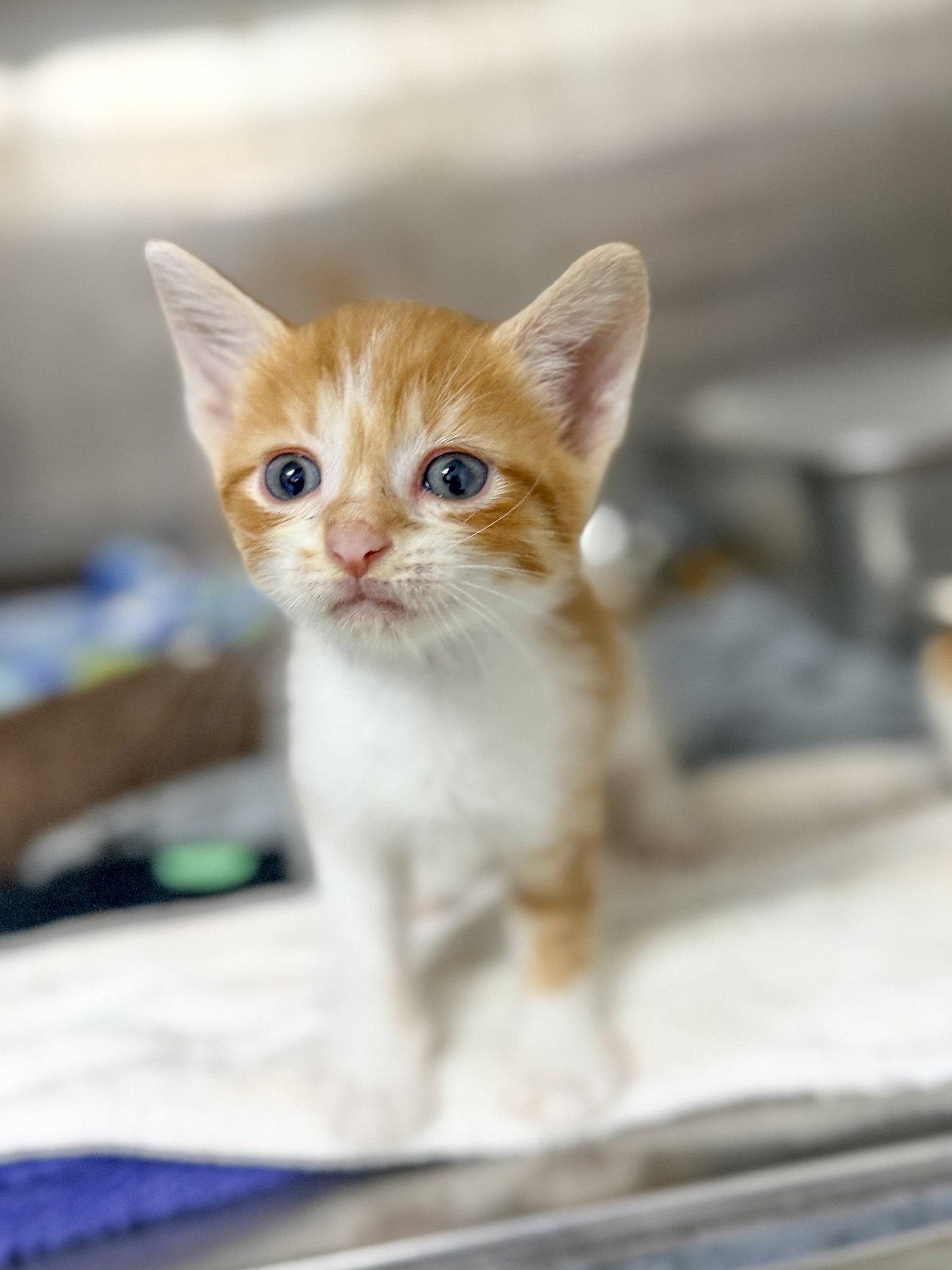 Taco, a Adoptable Domestic Short Hair in Sanford, NC image 1/3