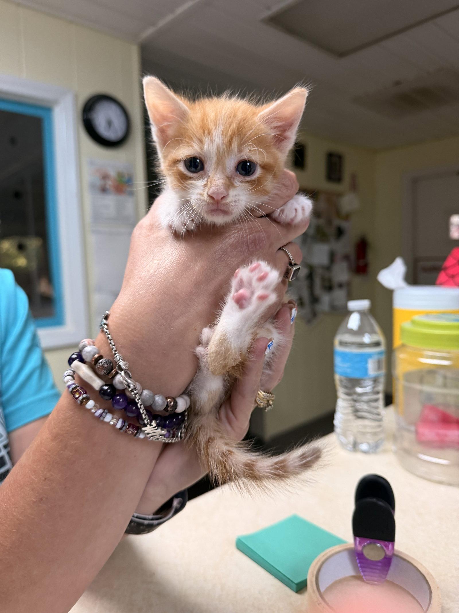 Taco, a Adoptable Domestic Short Hair in Sanford, NC image 2/3