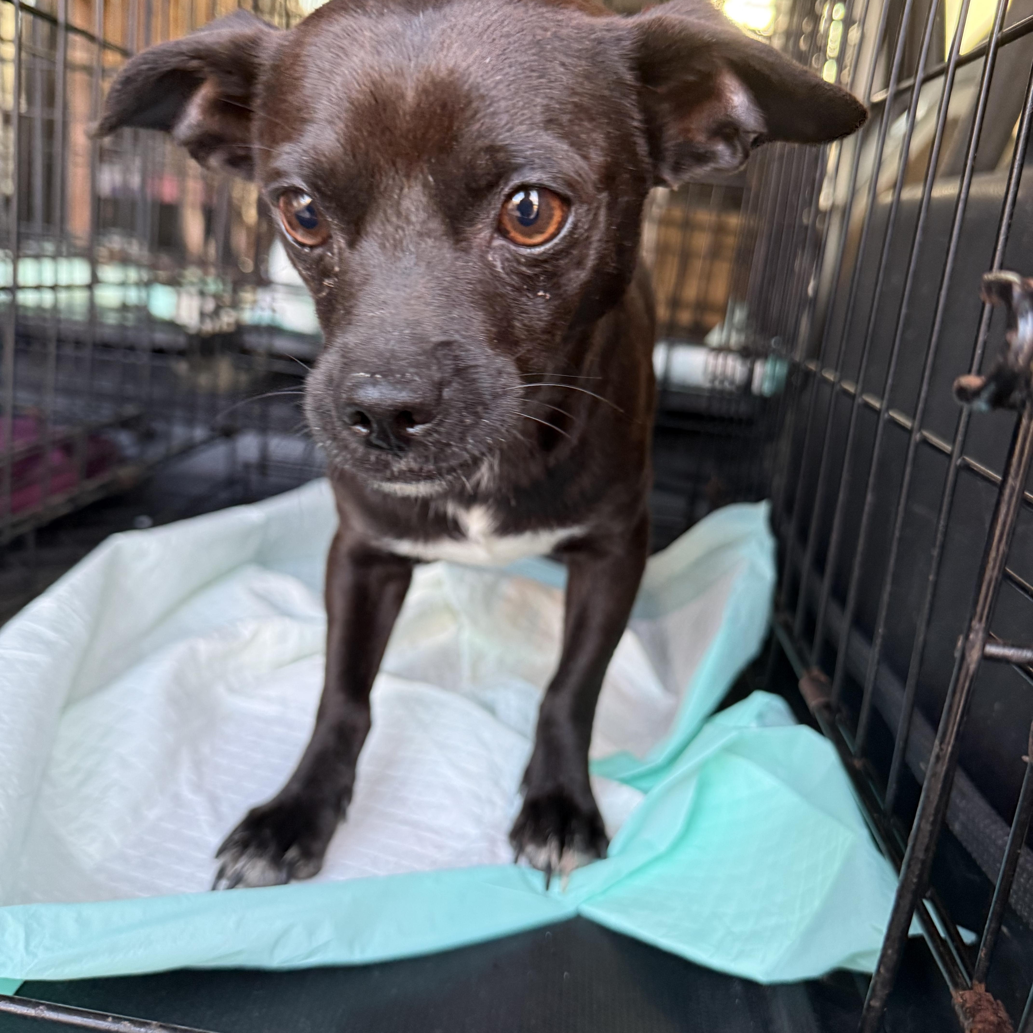 Enlarge Cole, a Adoptable Chihuahua in Baton Rouge, LA image 1/1