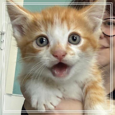 Doritos Locos Tacos, Adoptable, Kitten Male Domestic Short Hair.