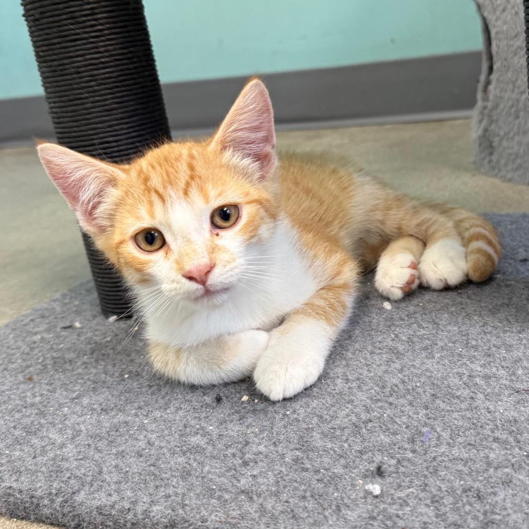 Doritos Locos Tacos, a Adoptable Domestic Short Hair in Archbold , OH image 2/2