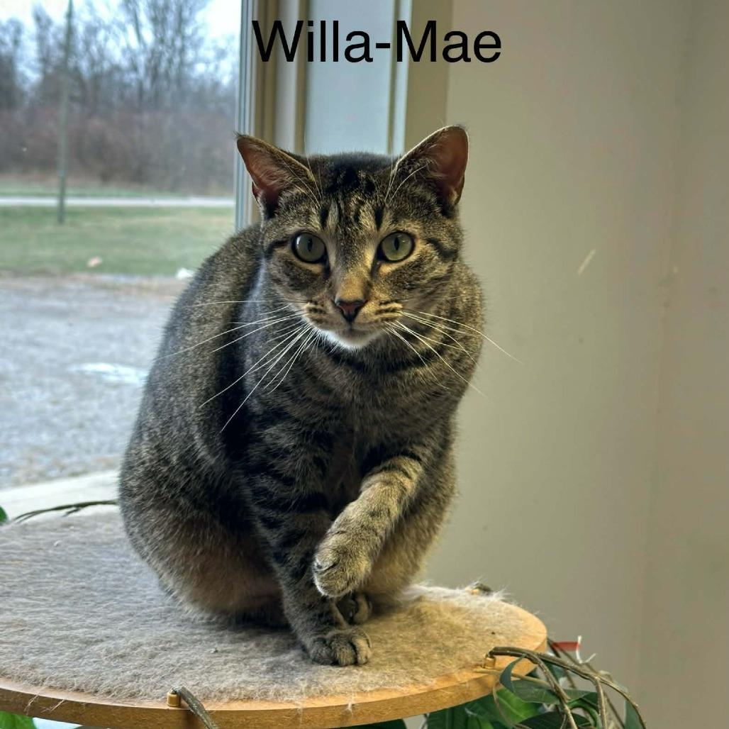 Enlarge Willamae, a Adoptable Domestic Short Hair in Richmond, IN image 1/1