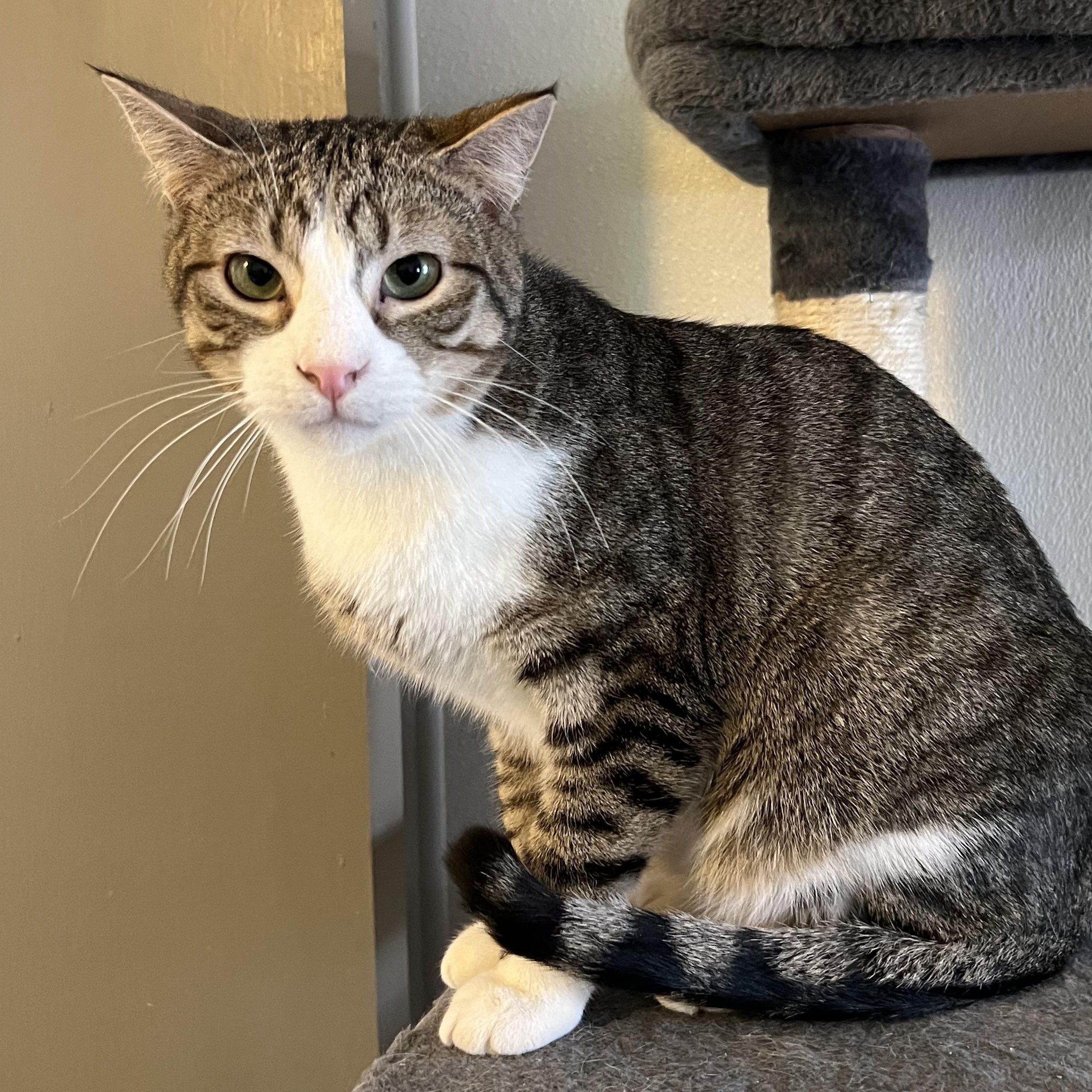 Bucky (Bonded w/ Bronx), Adoptable, Kitten Male Domestic Short Hair.