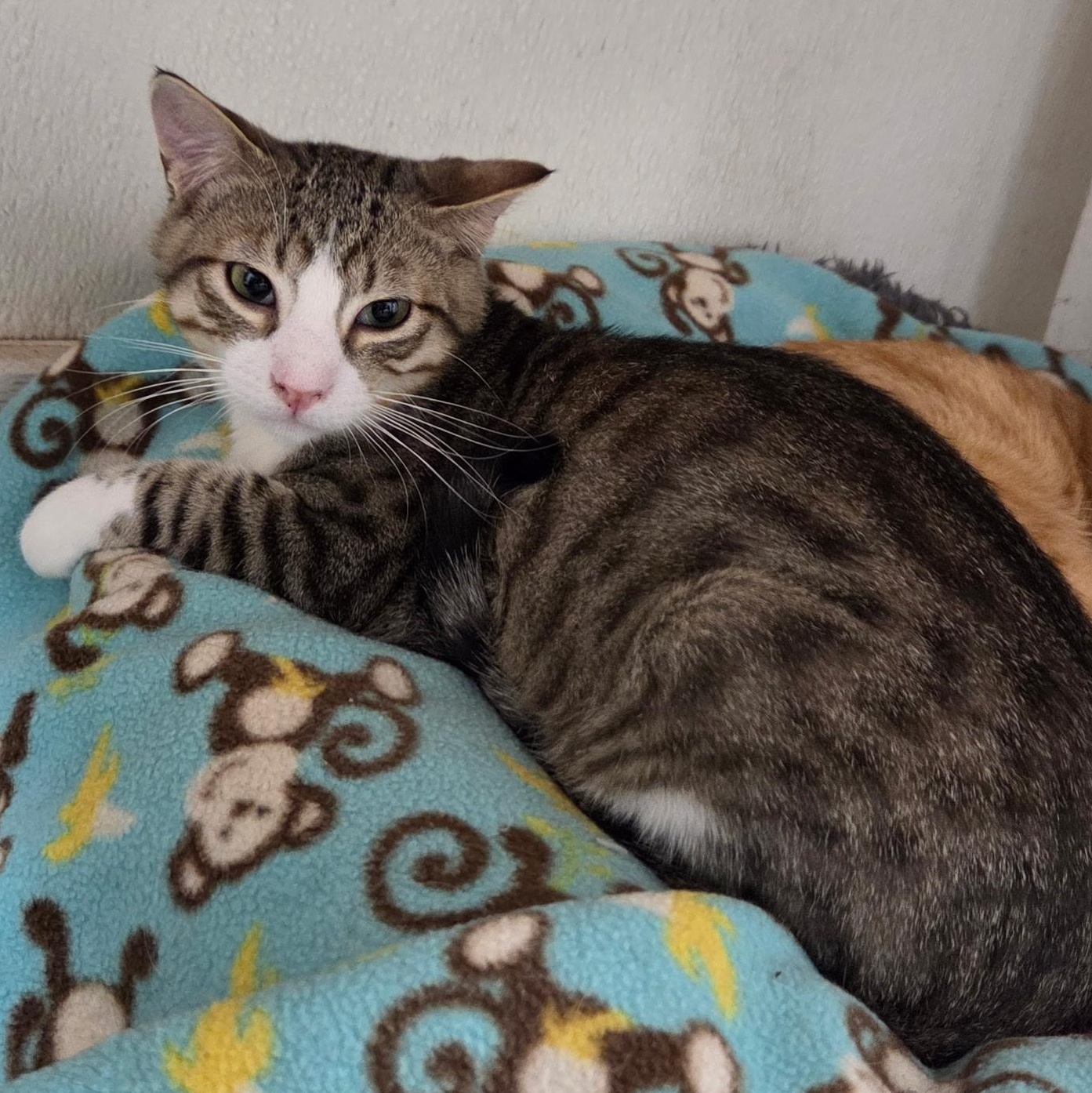 Bucky (Bonded w/ Bronx), Adoptable, Kitten Male Domestic Short Hair.