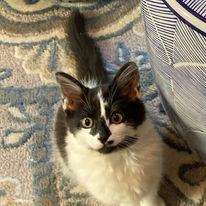 Cider, Adopted, Kitten Male Domestic Medium Hair.