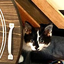 Cider, a Adopted Domestic Medium Hair in MANASSAS, VA image 2/6