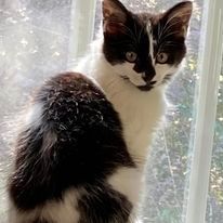 Cider, a Adopted Domestic Medium Hair in MANASSAS, VA image 3/6