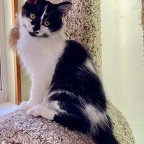 Cider, a Adopted Domestic Medium Hair in MANASSAS, VA image 4/6