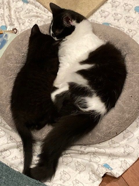 Cider, a Adopted Domestic Medium Hair in MANASSAS, VA image 5/6