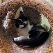 Cider, a Adopted Domestic Medium Hair in MANASSAS, VA image 6/6