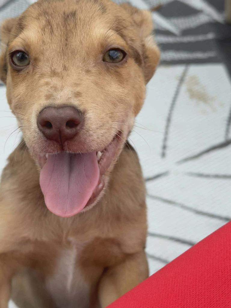 Sundance, Adoptable, Puppy Male Dachshund & Mixed Breed.