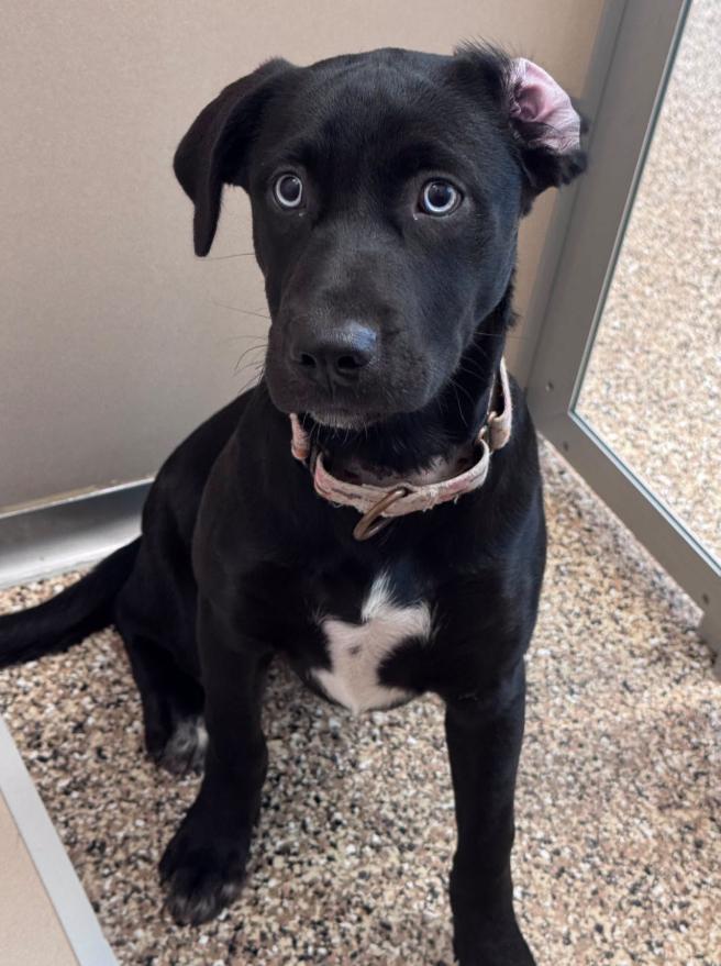 Deeva, ADOPTABLE, Puppy Female Mixed Breed.