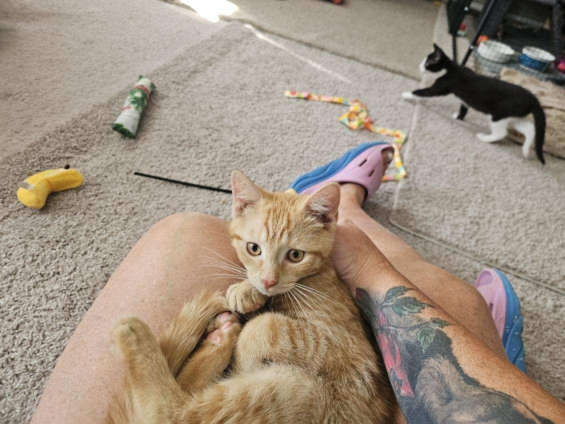 Enlarge Jack Skellington, a ADOPTABLE Domestic Short Hair in Avondale, PA image 5/6