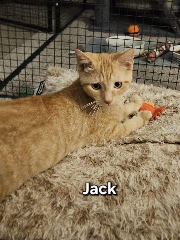 Jack Skellington, ADOPTABLE, Kitten Male Domestic Short Hair.
