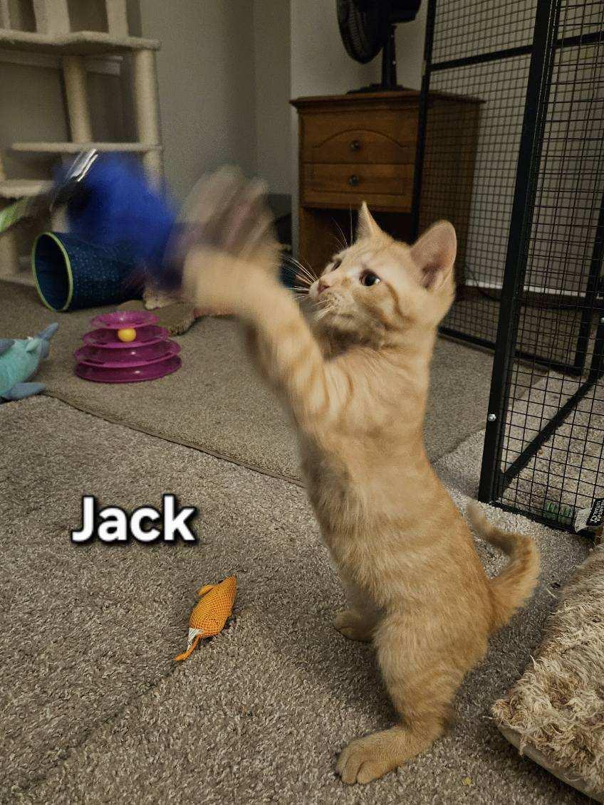 Enlarge Jack Skellington, a ADOPTABLE Domestic Short Hair in Avondale, PA image 6/6