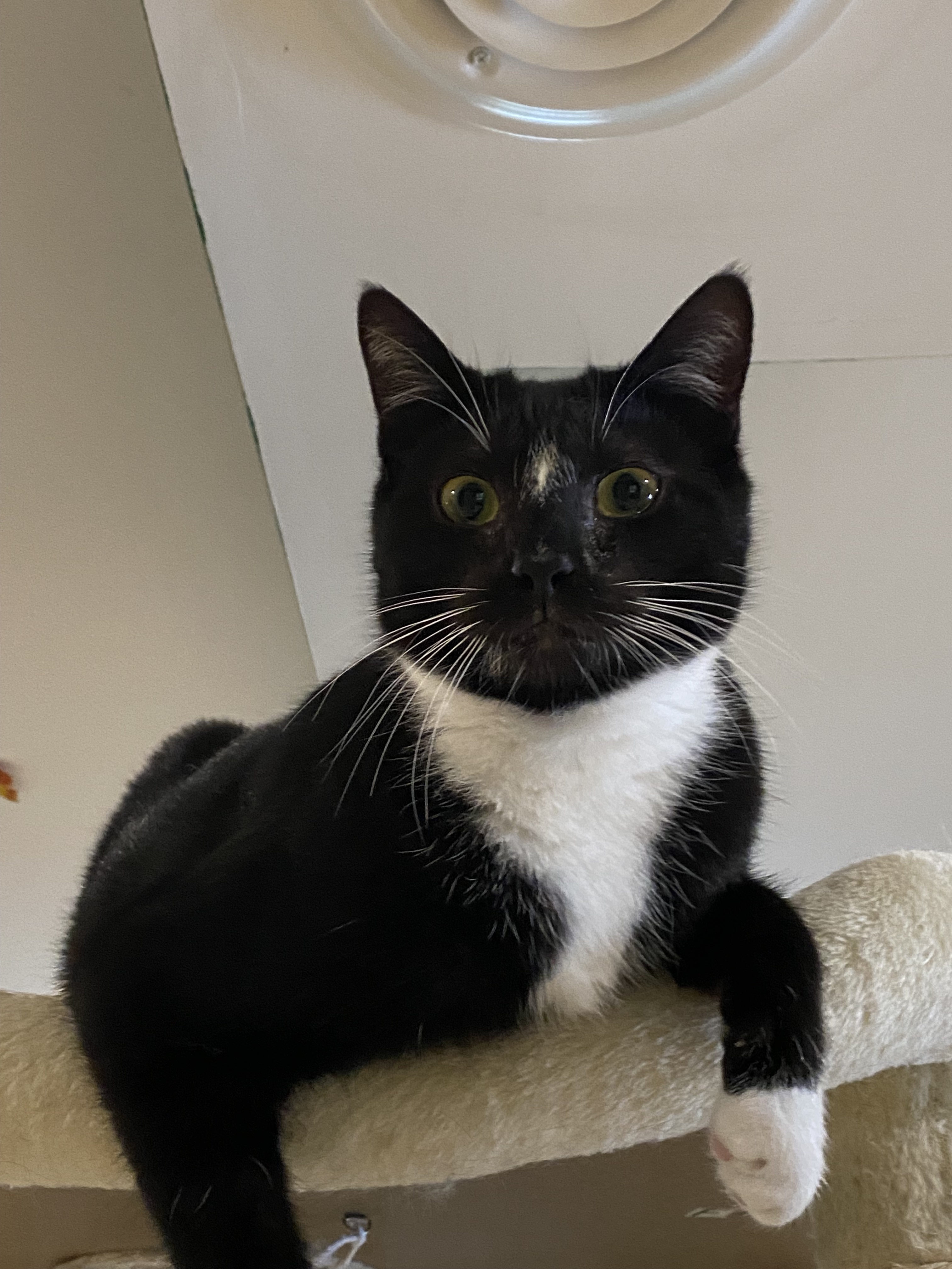 Journey, a Adoptable Domestic Short Hair in Rochester, NY image 3/5