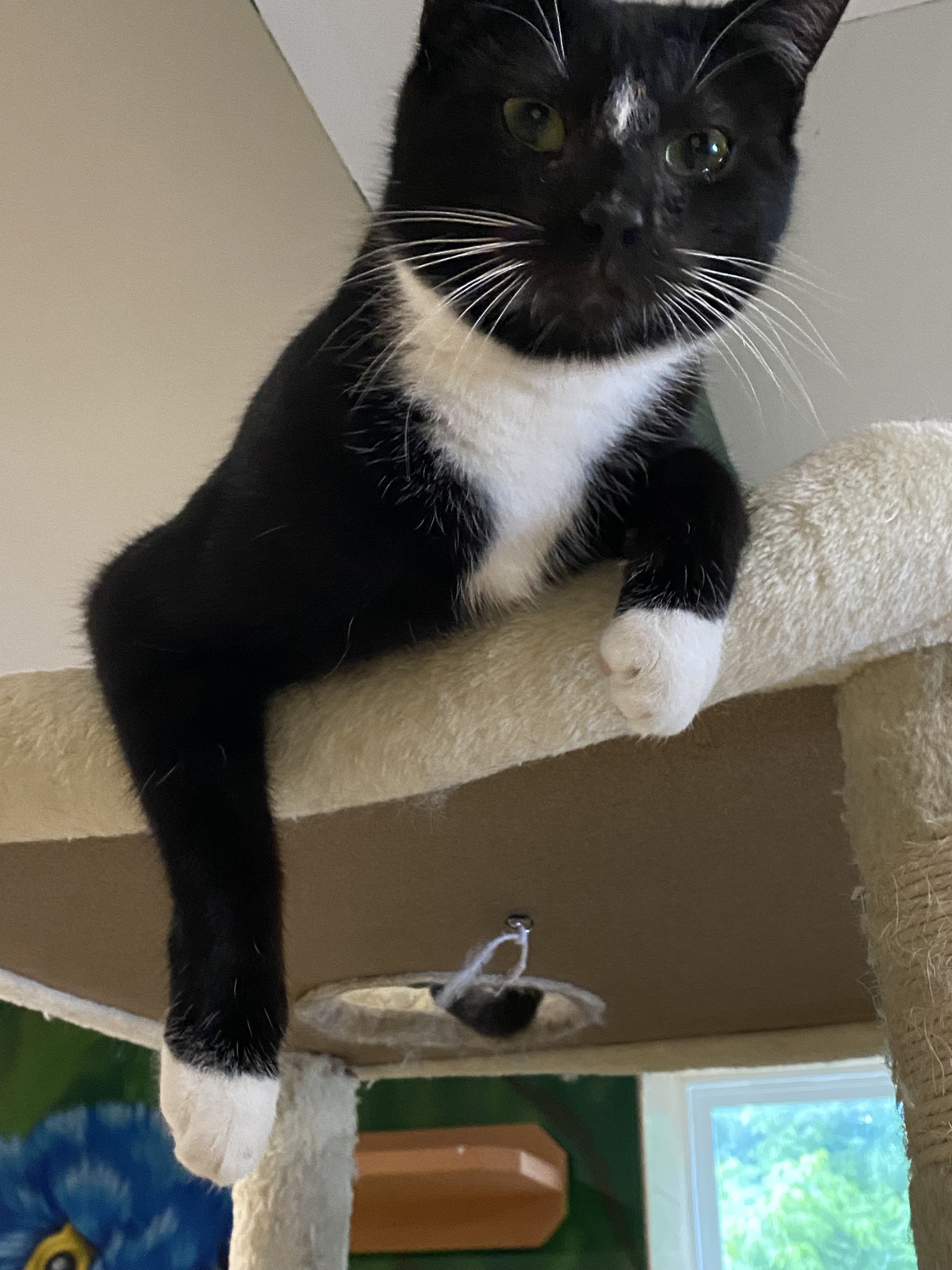 Journey, a Adoptable Domestic Short Hair in Rochester, NY image 2/5