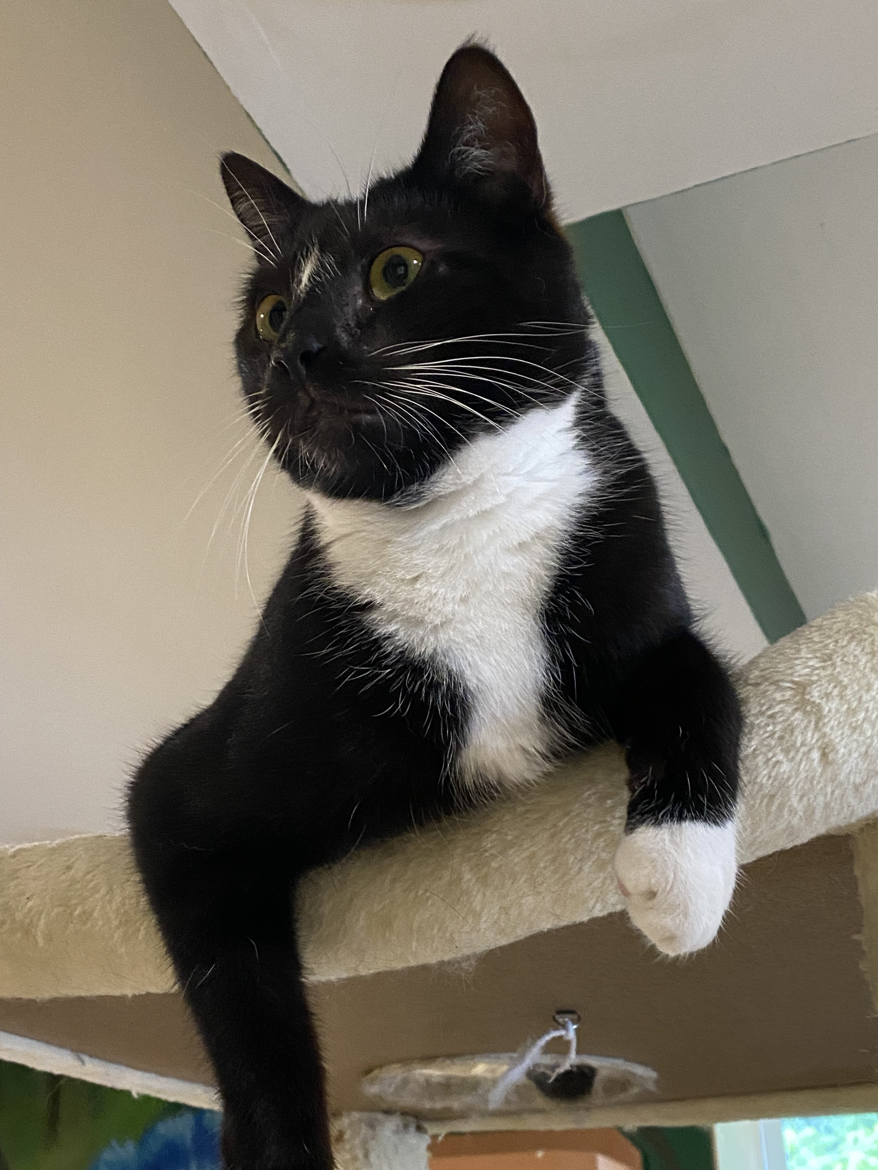 Journey, a Adoptable Domestic Short Hair in Rochester, NY image 5/5