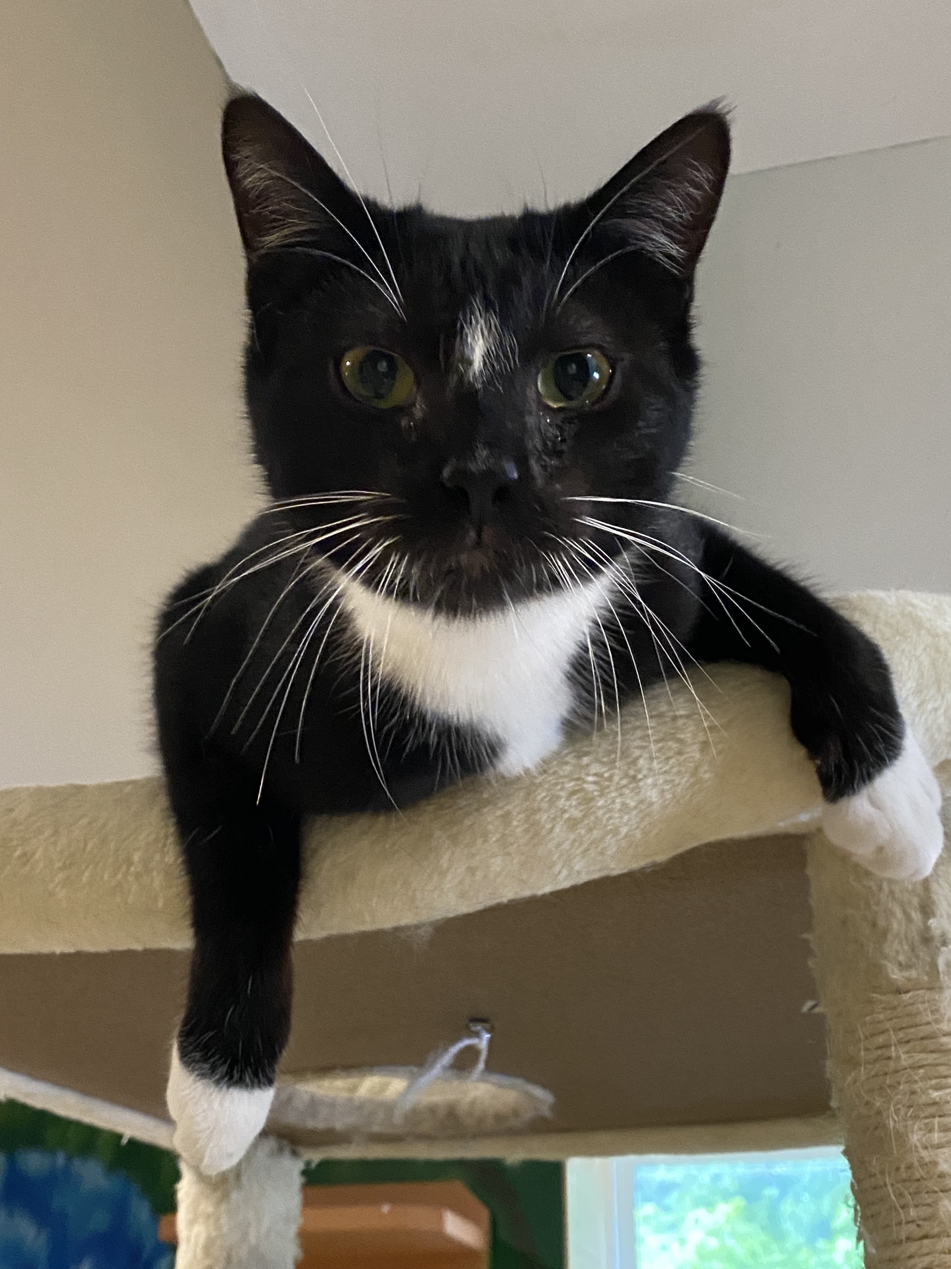 Journey, a Adoptable Domestic Short Hair in Rochester, NY image 1/5