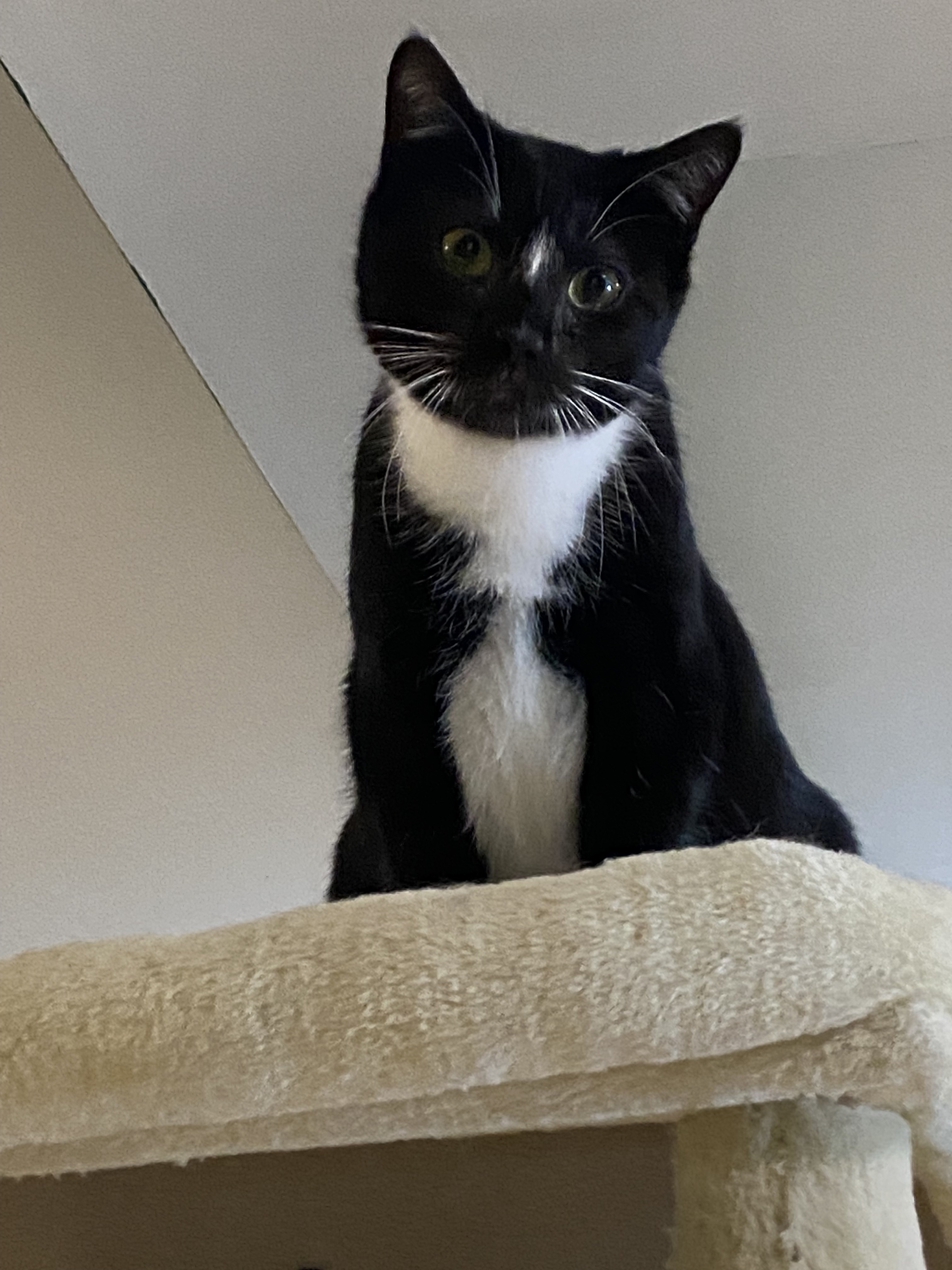 Journey, a Adoptable Domestic Short Hair in Rochester, NY image 4/5