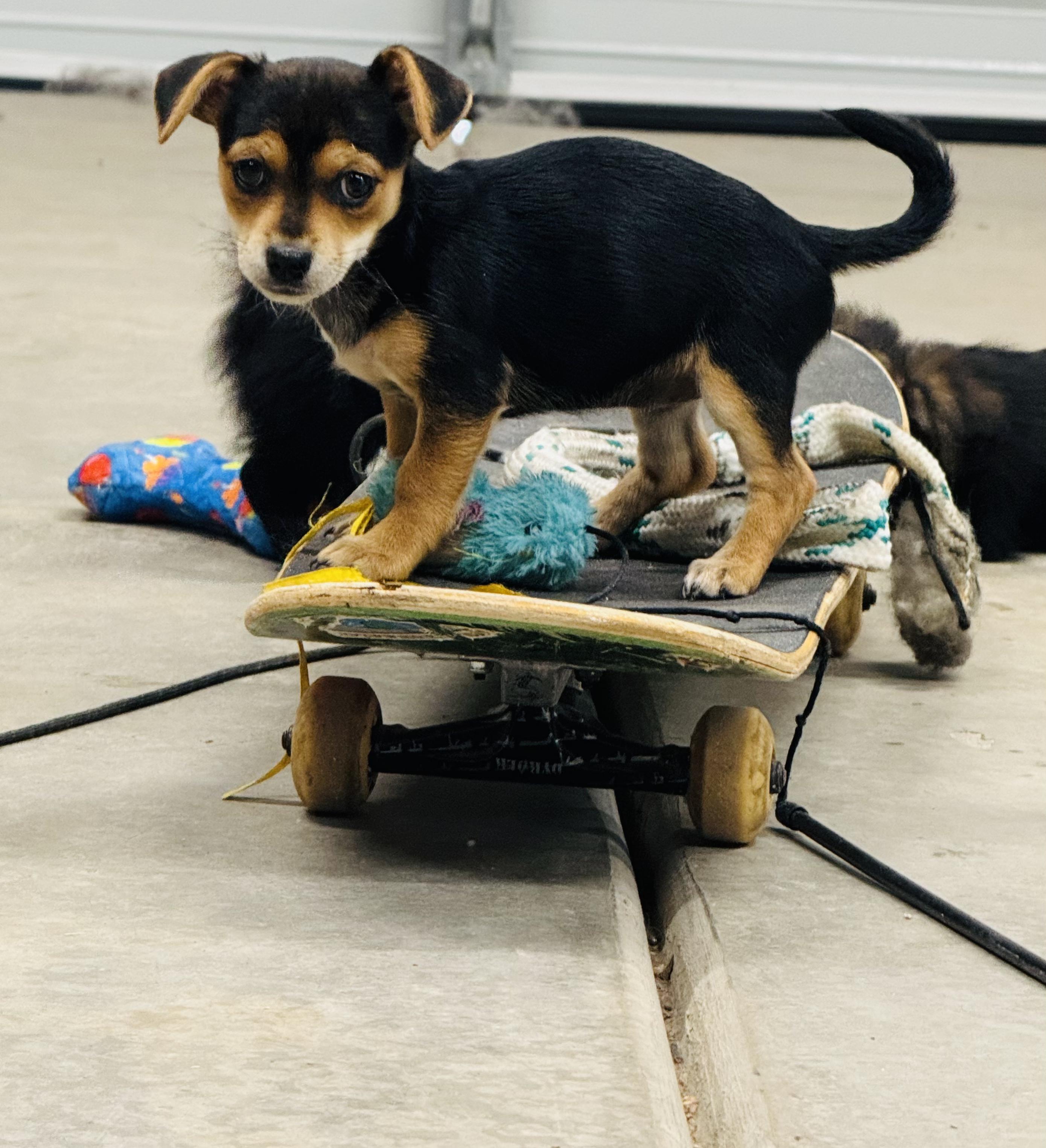 Enlarge Sarge, a ADOPTABLE mixed breed in Penryn, CA image 1/1