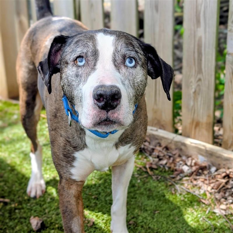 Enlarge Theo, a ADOPTABLE mixed breed in Hilliard, OH image 4/4