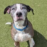 Theo, ADOPTABLE, Senior Male Catahoula Leopard Dog.