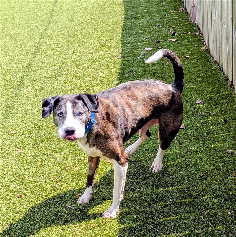 Enlarge Theo, a ADOPTABLE mixed breed in Hilliard, OH image 3/4