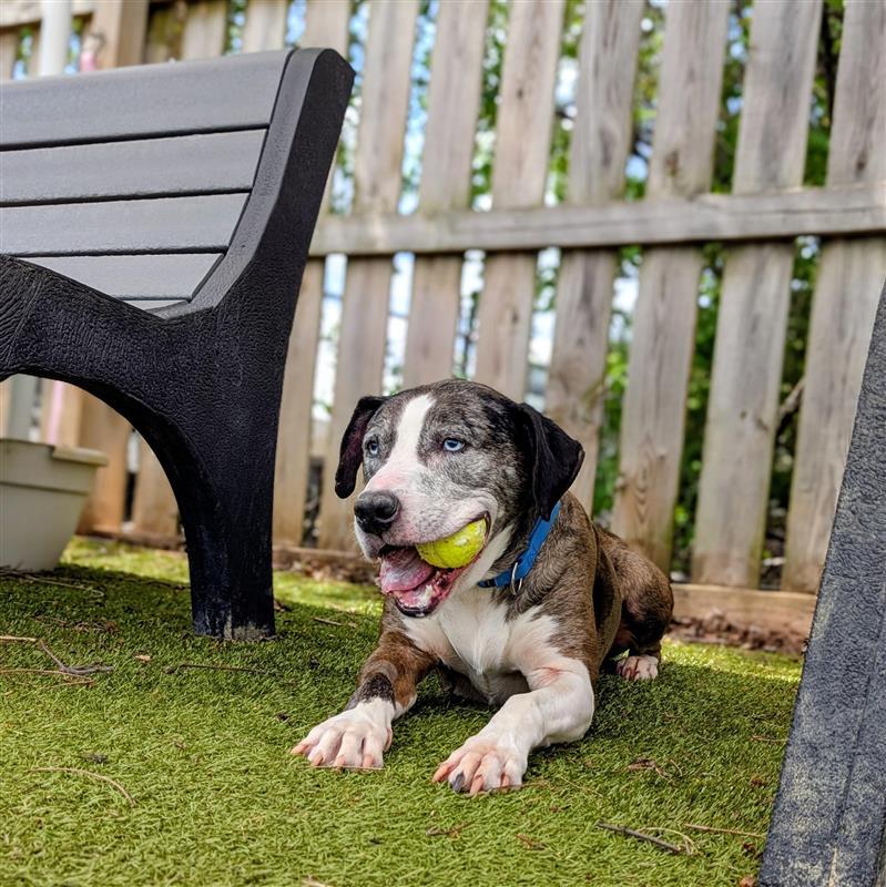 Enlarge Theo, a ADOPTABLE mixed breed in Hilliard, OH image 2/4