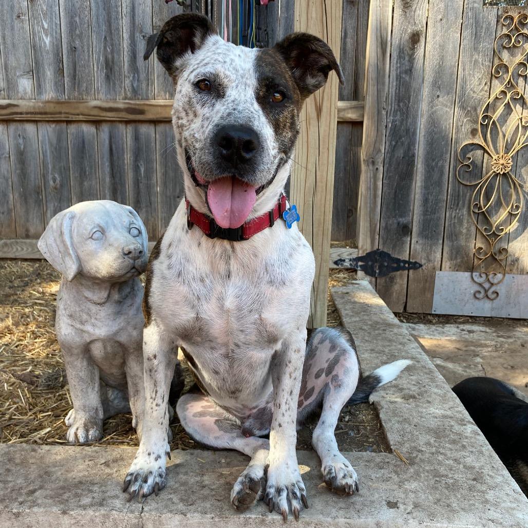 Enlarge Locust, a Adoptable mixed breed in Boerne, TX image 1/6