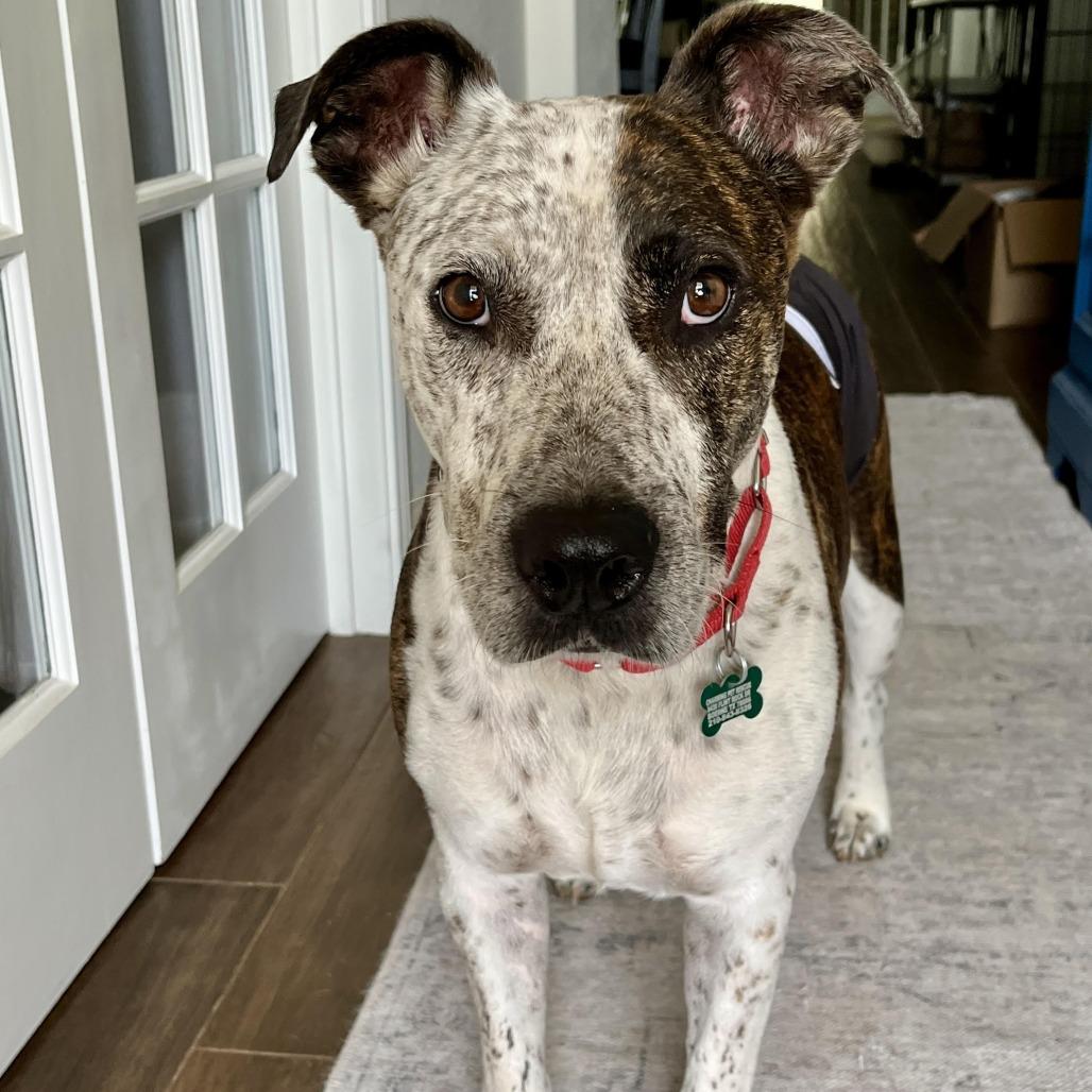 Enlarge Locust, a Adoptable mixed breed in Boerne, TX image 2/6